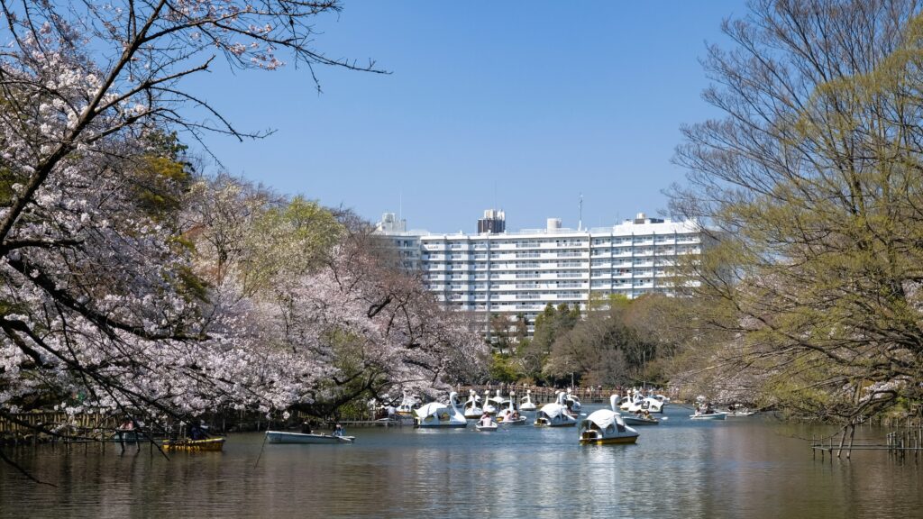 井の頭池の風景