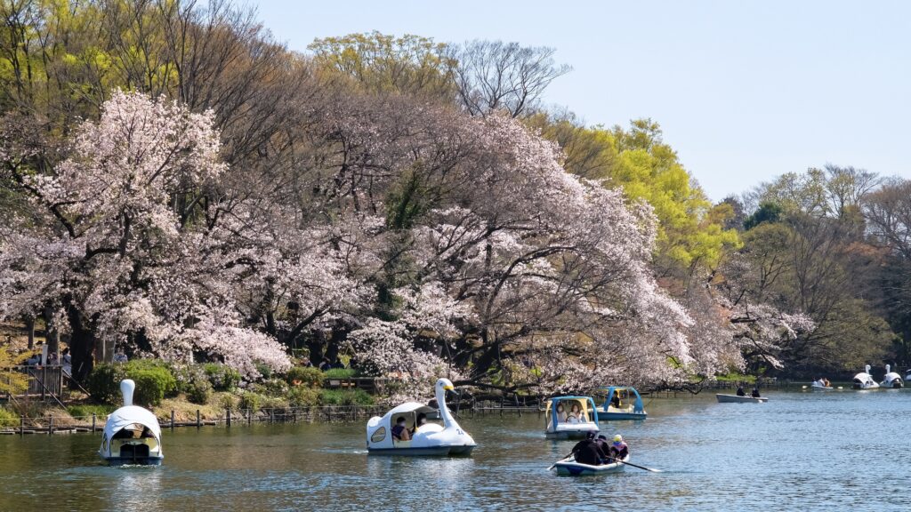 井の頭池の風景