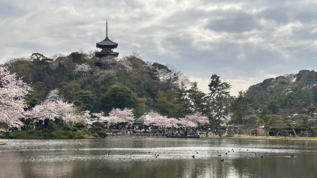 横浜三溪園の池