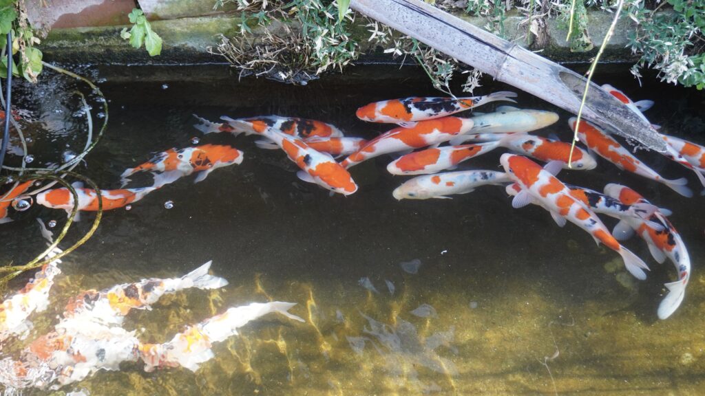 日本庭園の池を泳ぐ鯉