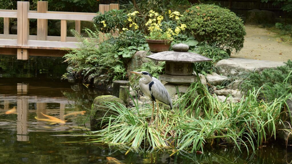 日本庭園の池