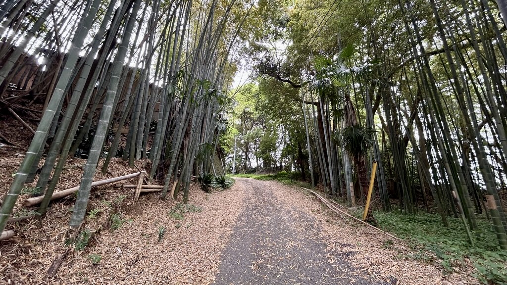 湖北駅から下手賀沼へ向かう道の美しい風景