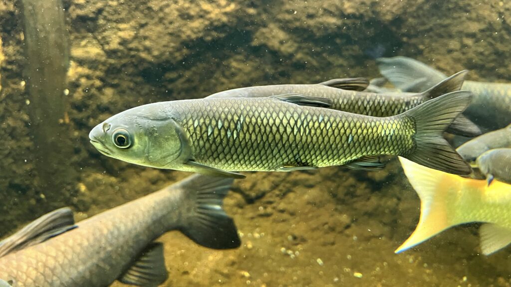 沼で暮らす生き物たち