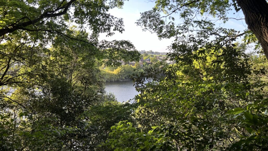 古利根沼の南岸エリア