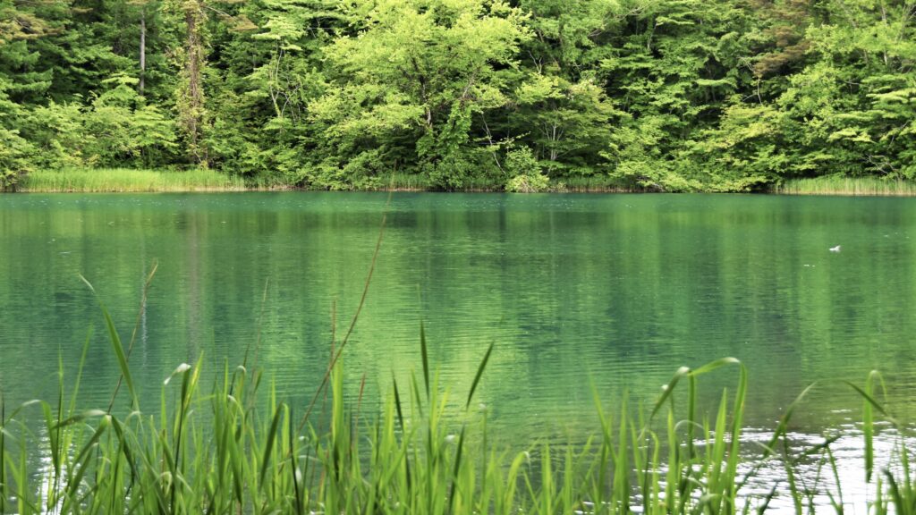 沼とは植物が生い茂る湿地の一種