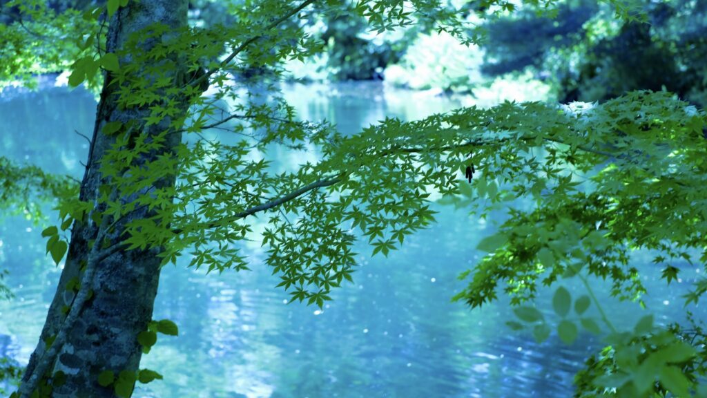 夏でも涼しい五色沼