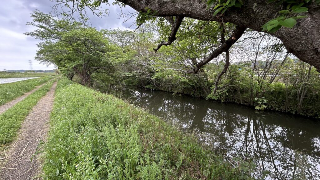 桜の名所としても知られる金山落し