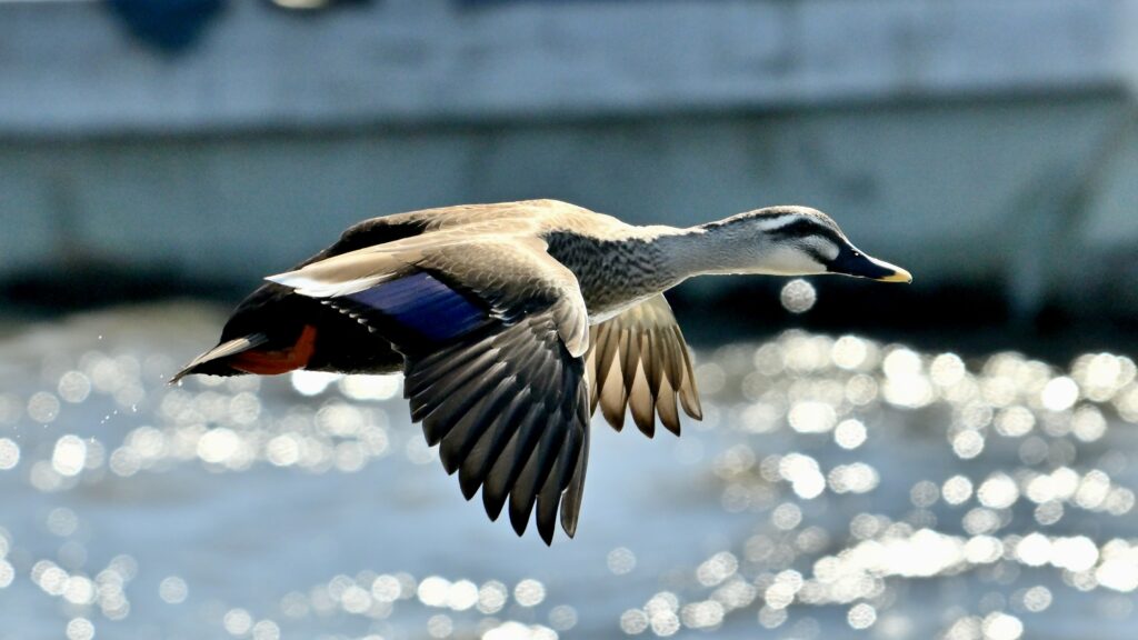 羽ばたく水鳥