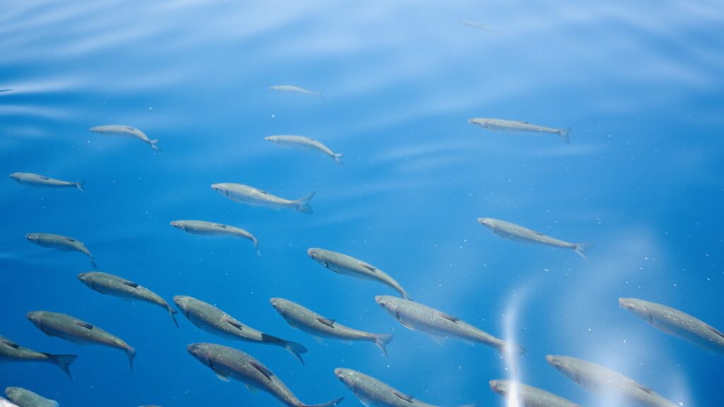 湖の中を泳ぐ魚