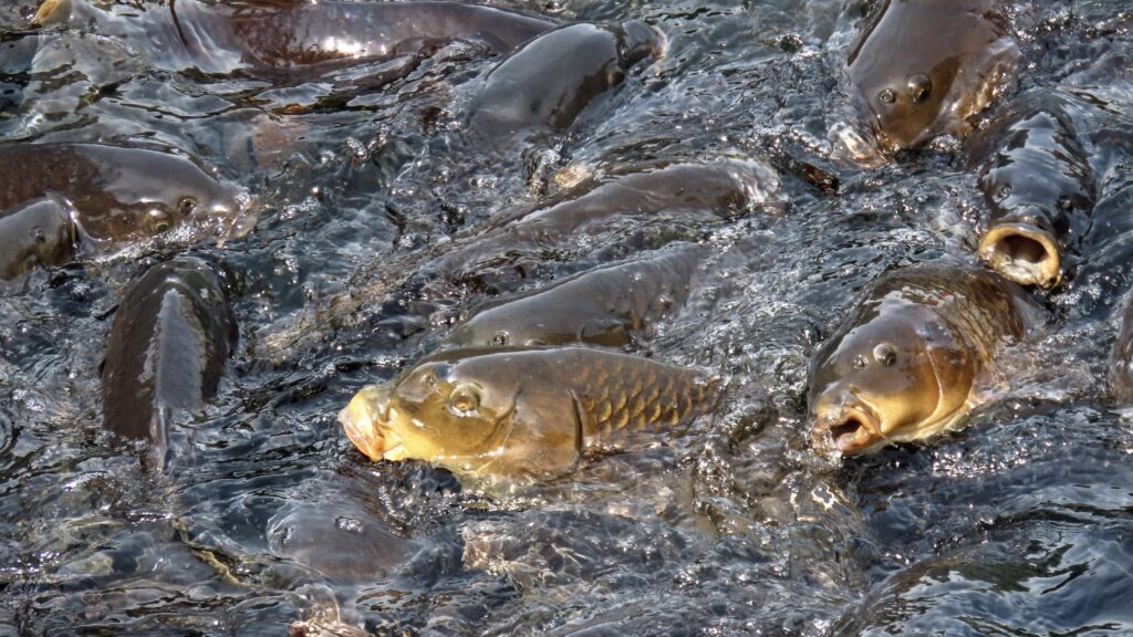 湖の中を泳ぐ魚