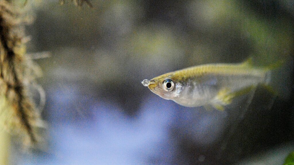 沼に生息する小魚