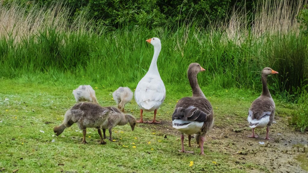 沼の鳥たち