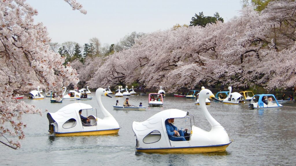 池でボート遊びを楽しんでいる