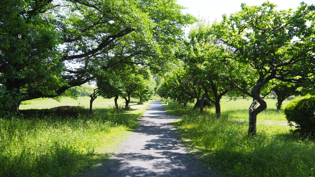 さきたま古墳公園