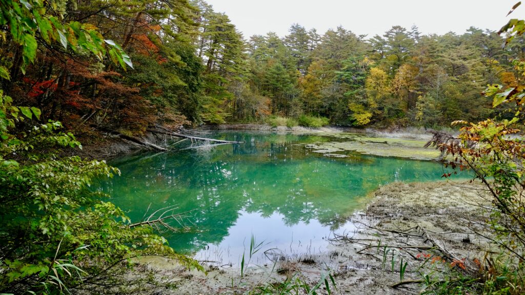 水深が浅く、底まで沈水植物が生えている沼