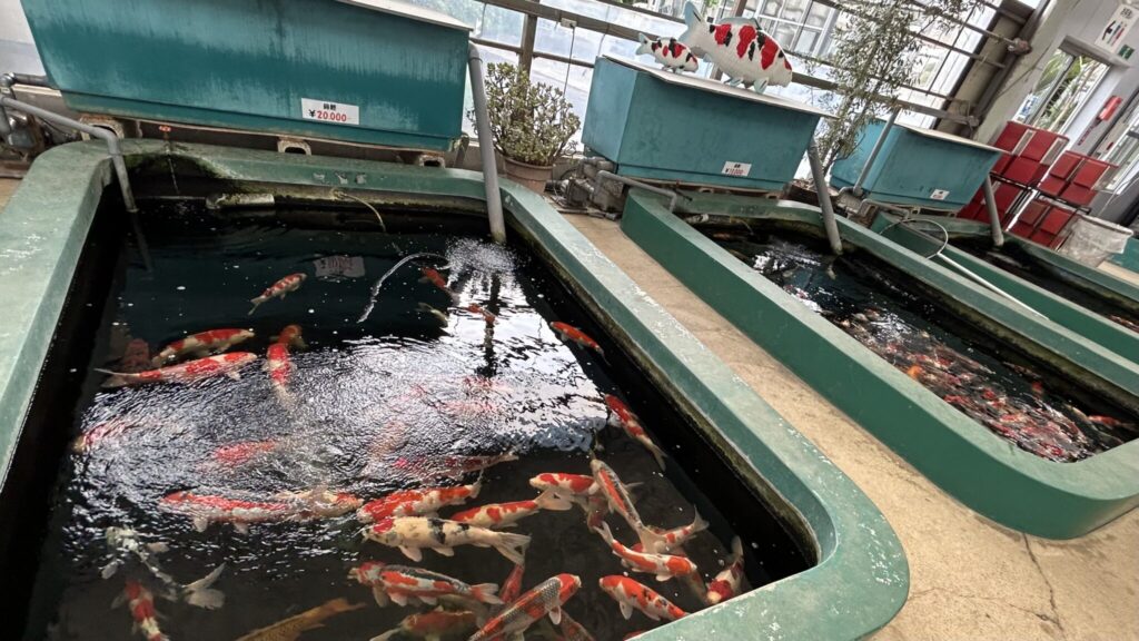 印旛沼の谷養魚場