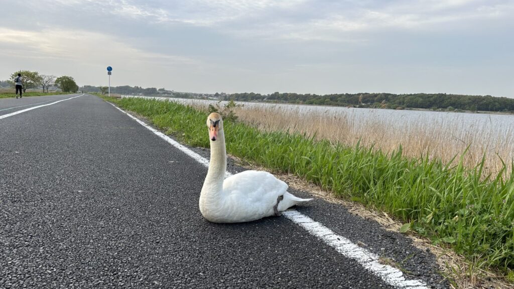 手賀沼ダック？