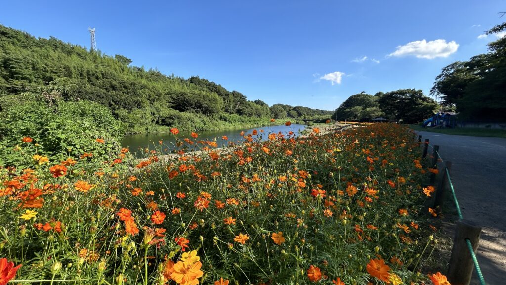 花島公園のお花見広場