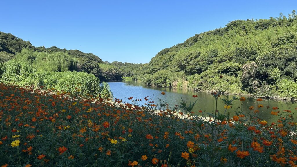 花島公園のお花見広場