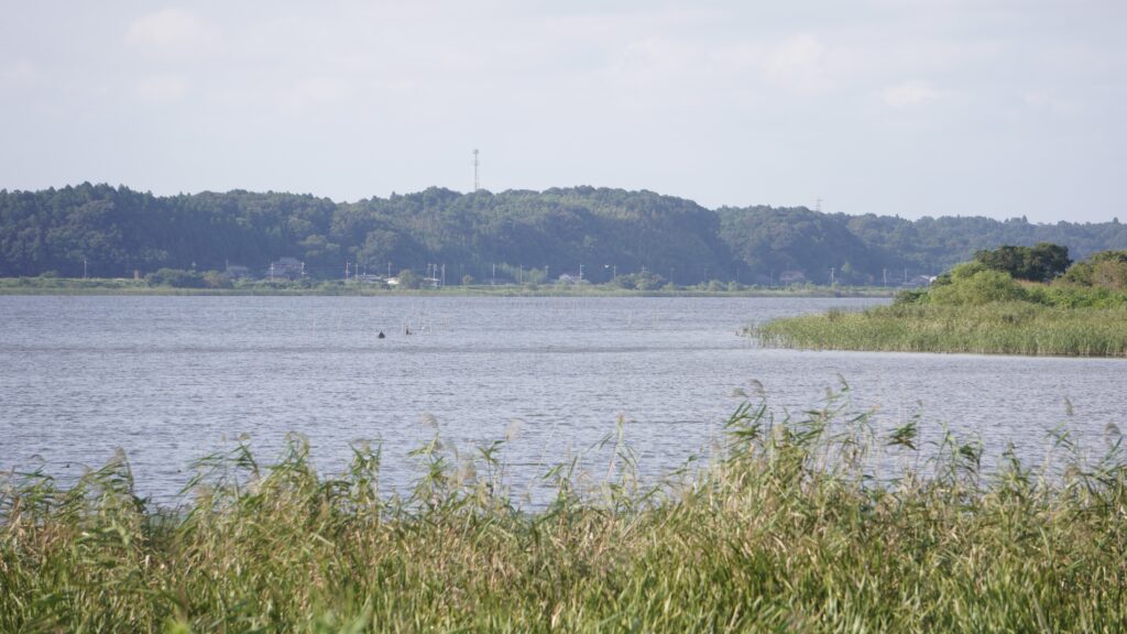 印旛沼の風景