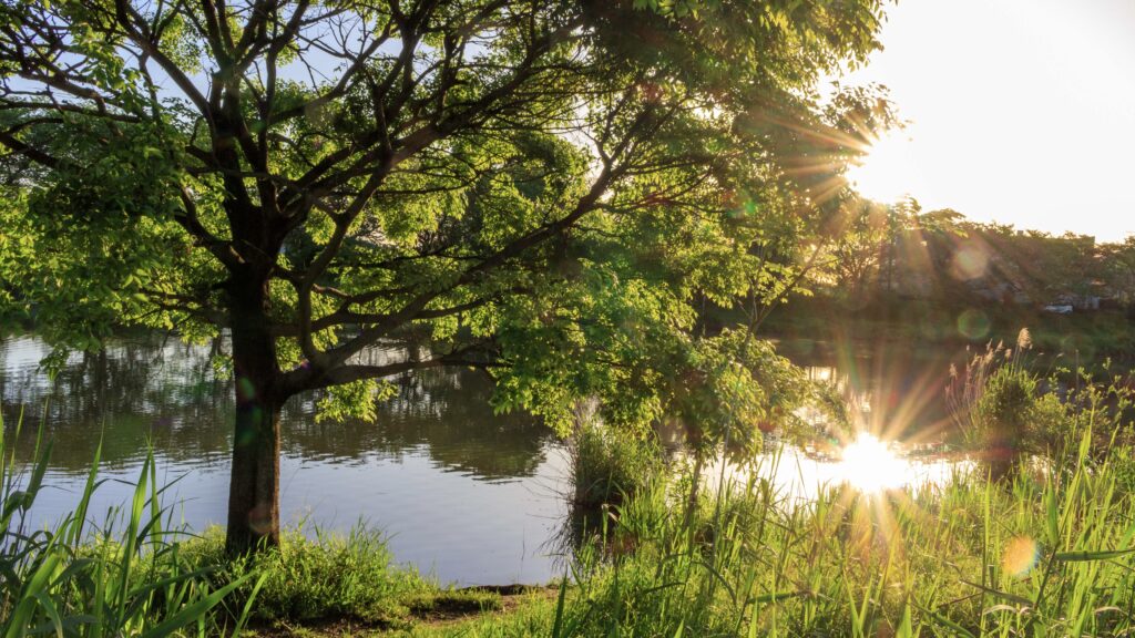 びん沼自然公園の風景