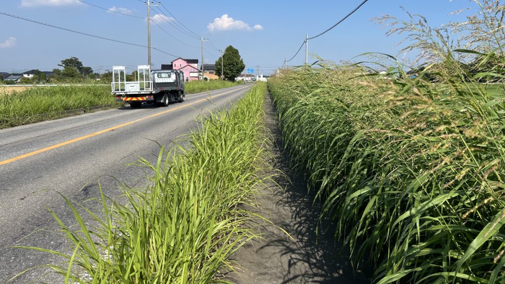 県道123号線の草むら歩道