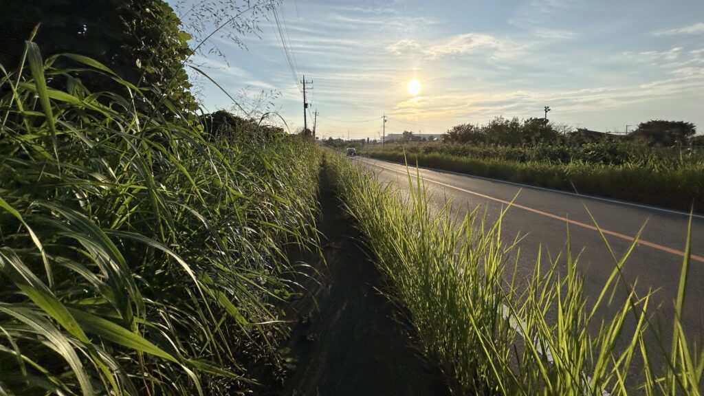 県道123号線の草むら歩道