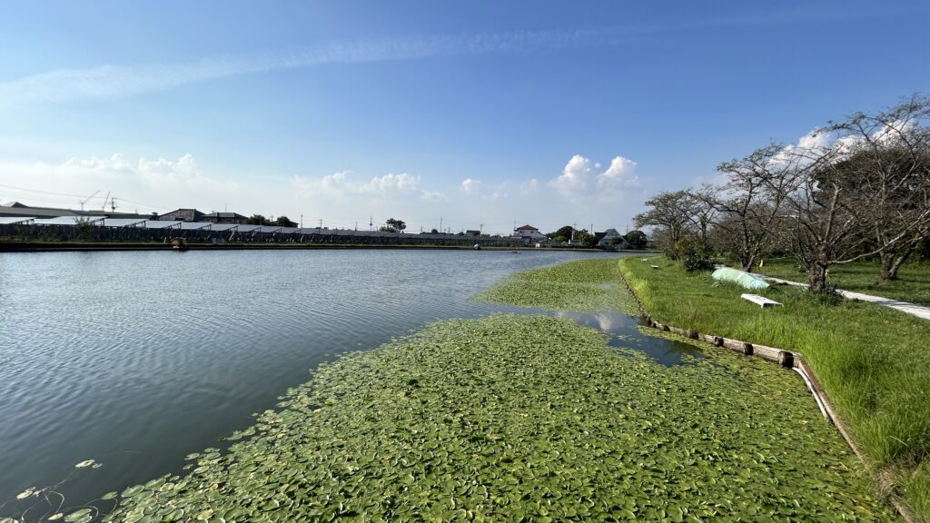 小貝川・三日月湖②