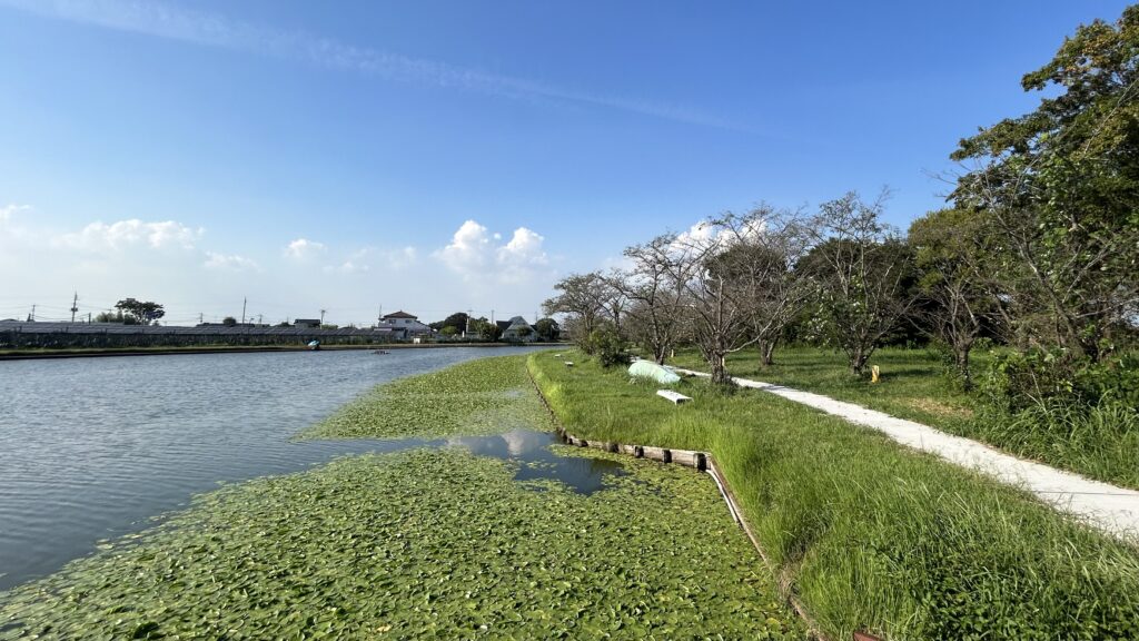 吉野公園に生息する珍しい蓮