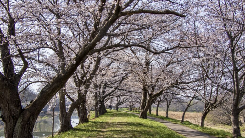 福岡堰