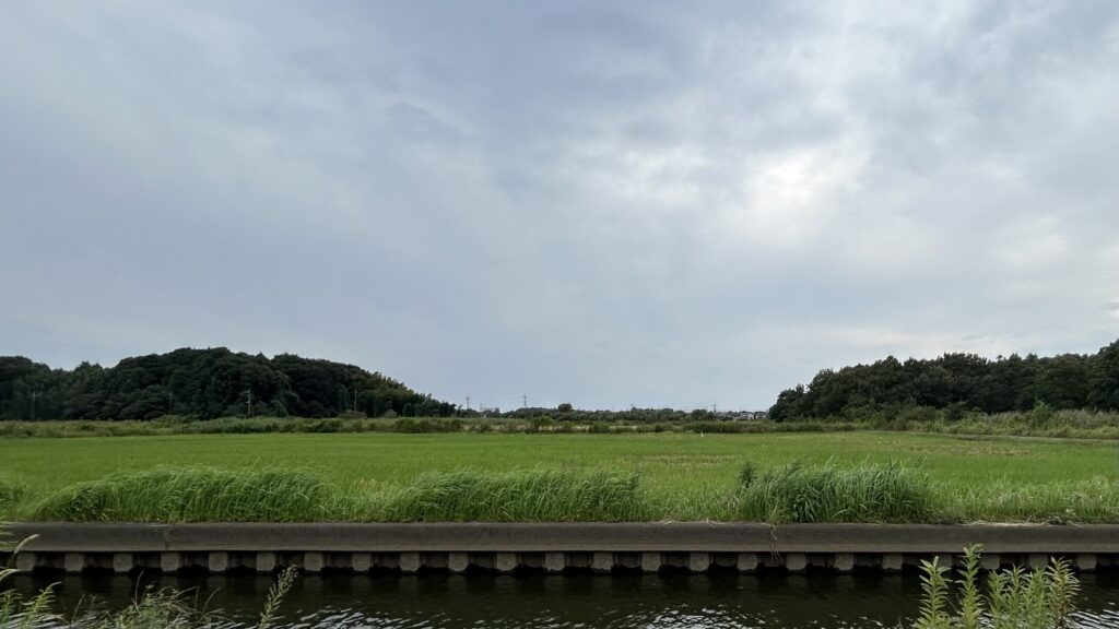 守谷城-小貝川排水路両岸の大湿地