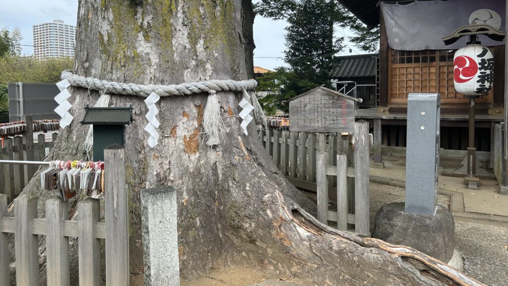 守谷城-八坂神社の欅