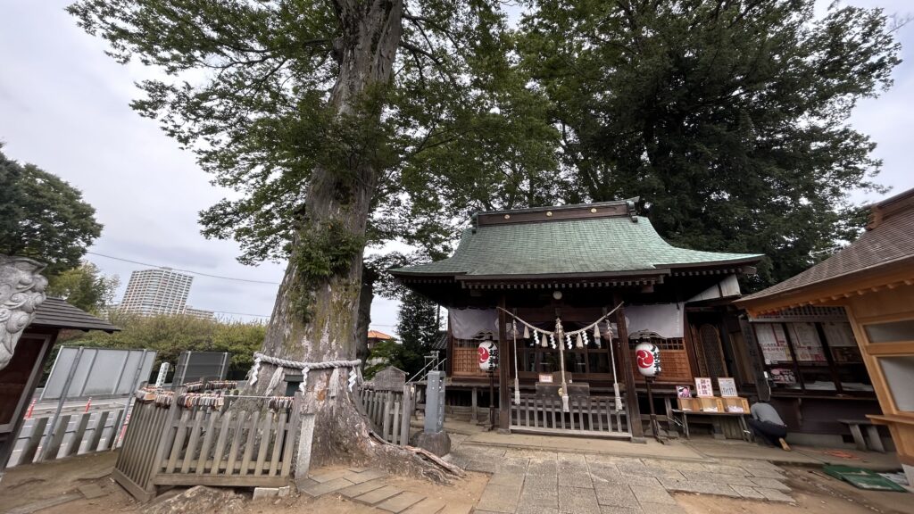 守谷城-八坂神社の欅