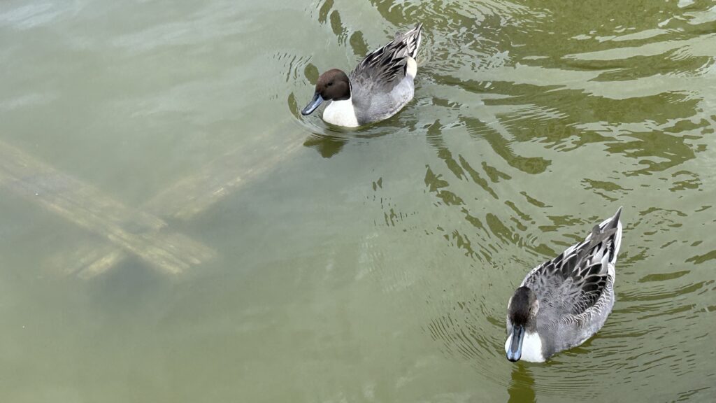 つがいの水鳥