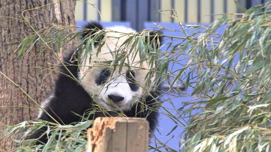 シャンシャン