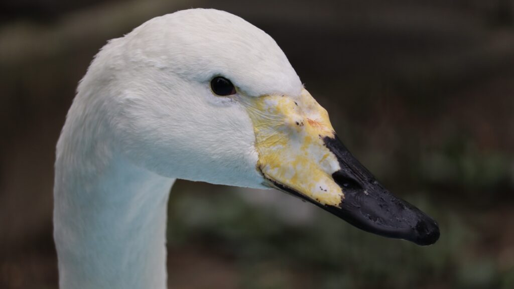 普通のハクチョウ