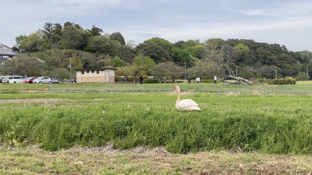 手賀沼周辺のコブハクチョウ