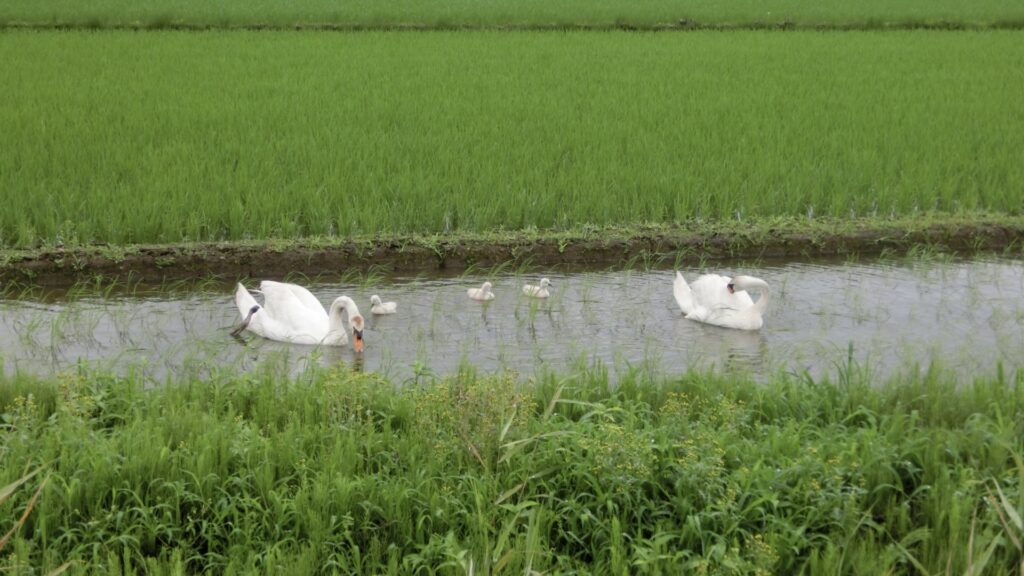 手賀沼から利根川へ続く河川沿いや流域の田んぼなどのコブハクチョウ