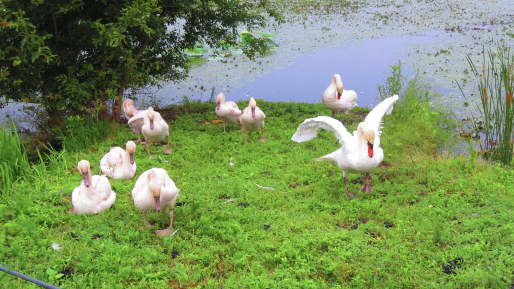 手賀沼から利根川へ続く河川沿いや流域の田んぼなどのコブハクチョウ