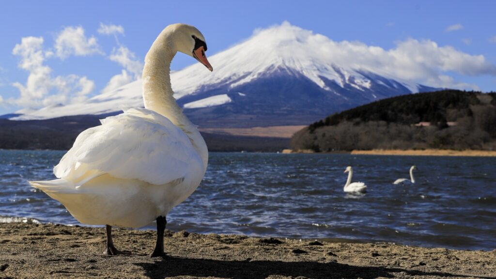 一部が野生化したコブハクチョウ