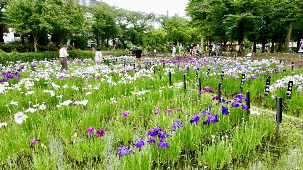 しょうぶ田エリア