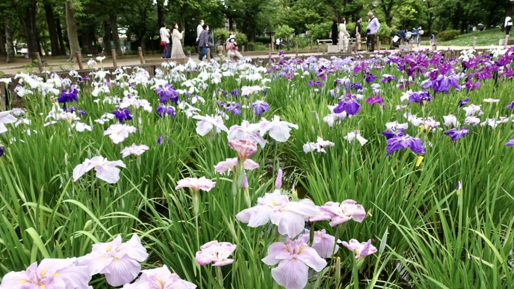 しょうぶ沼公園のしょうぶまつり