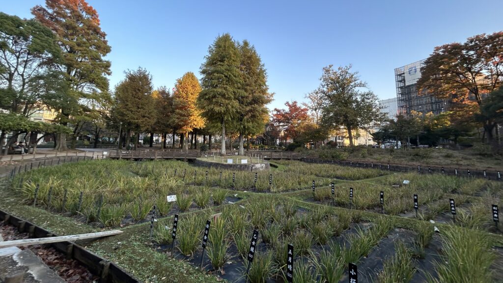 地味な公園だと感じてしまいがちな「しょうぶ沼公園」