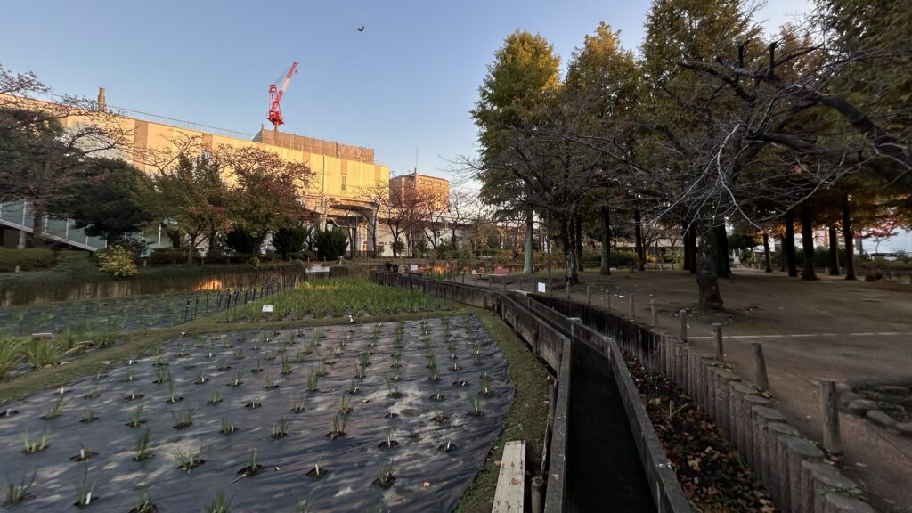 地味な公園だと感じてしまいがちな「しょうぶ沼公園」