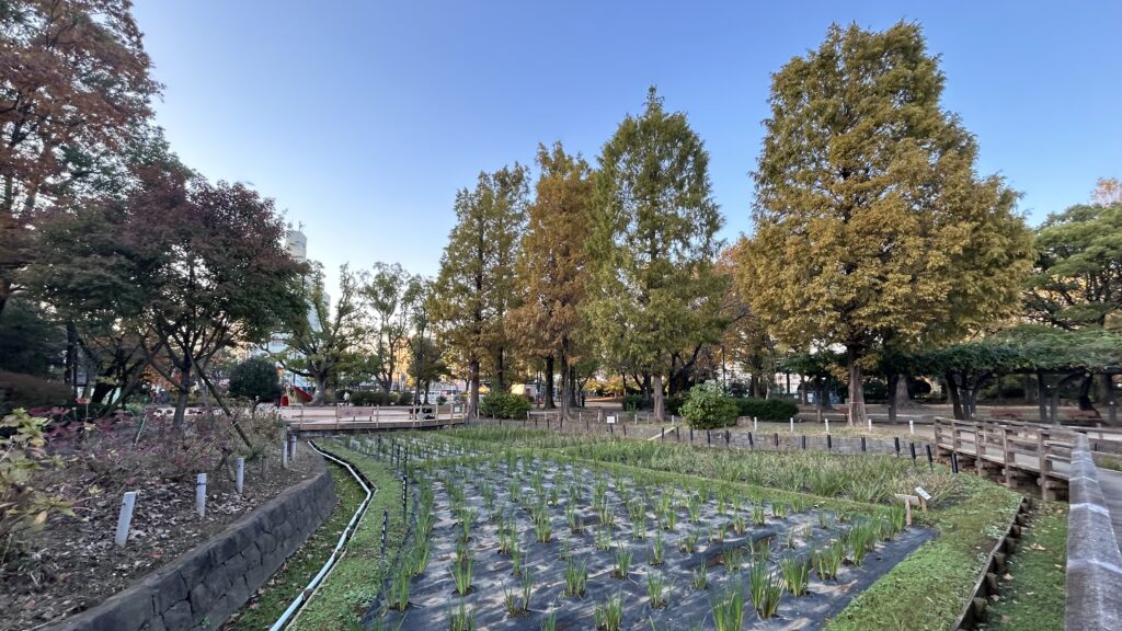 地味な公園だと感じてしまいがちな「しょうぶ沼公園」