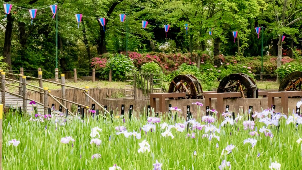 午前中のしょうぶ沼公園