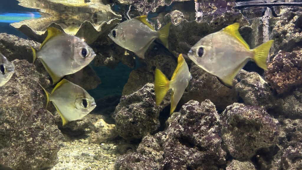 生物園の夜間特別開園