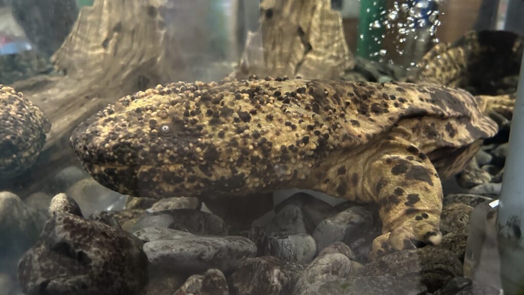 生物園の夜間特別開園