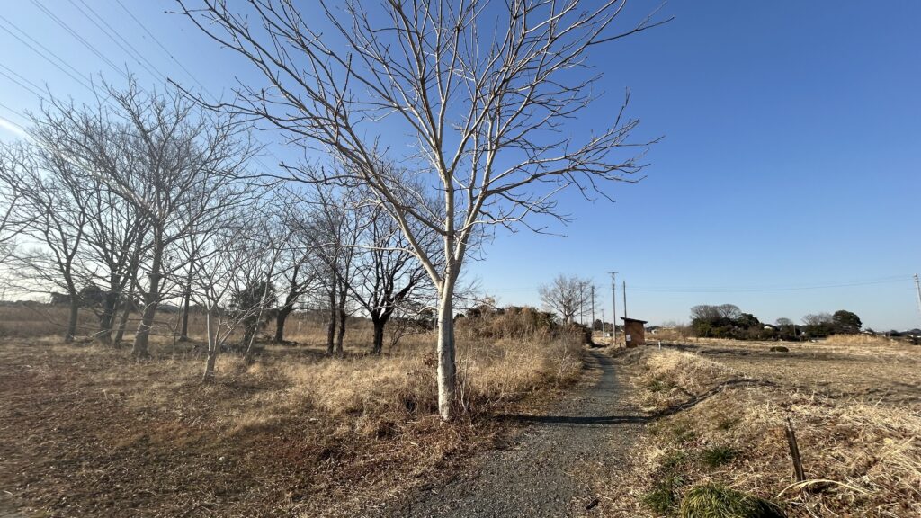 古隅田川自然堤防