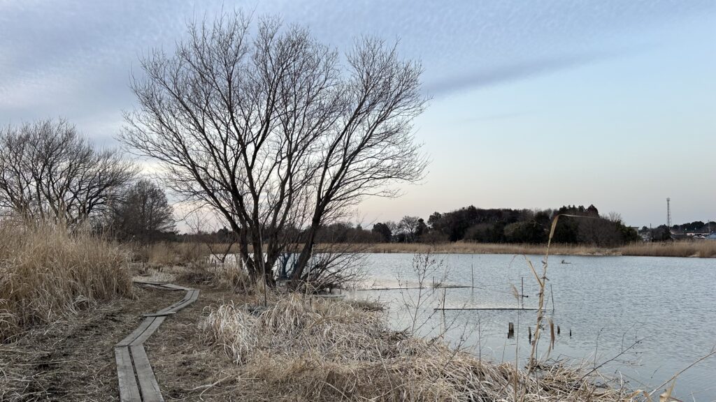 黒浜沼・上沼(くろはまぬま・うえぬま)：蓮田市